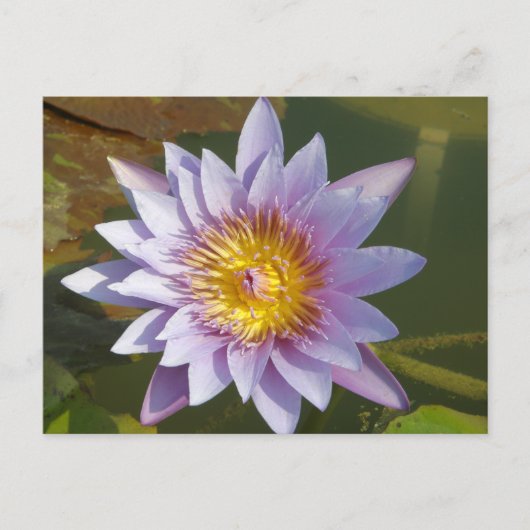 Carte Postale Lotus pourpre/Lily d'eau (Devant)