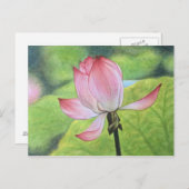 Carte Postale Lotus rose (Devant / Derrière)