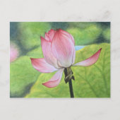 Carte Postale Lotus rose (Devant)