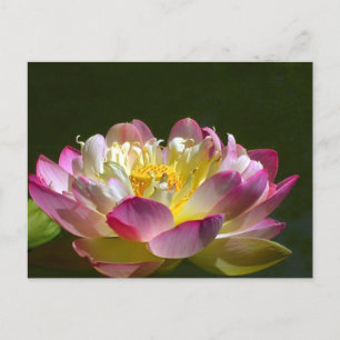 Carte postale Lotus rose