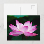 Carte Postale Lotus rose (Devant / Derrière)