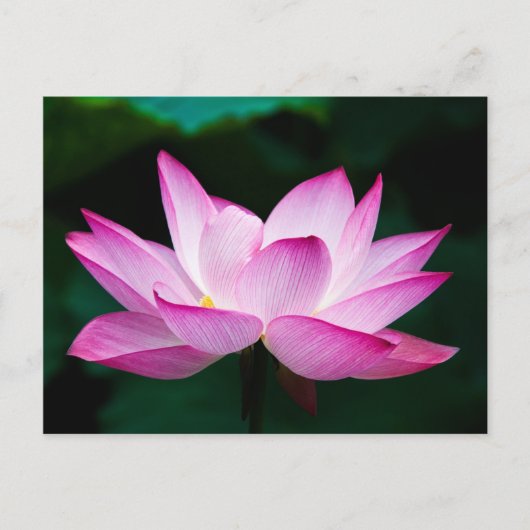 Carte Postale Lotus rose (Devant)