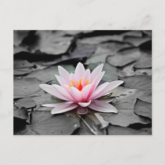 Carte Postale Lotus rose (Devant)