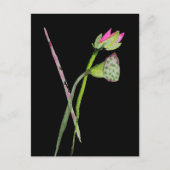 Carte Postale Lotus rose Fleur Zen Art bouddhiste (Devant)