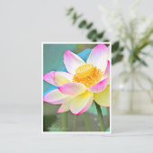 Carte Postale Lotus "Suihiren" (Debout devant)