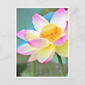 Carte Postale Lotus "Suihiren" (Devant)