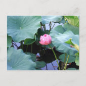 Carte Postale Lotus sur le point de fleurir (Devant)