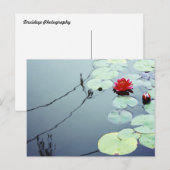Carte Postale Lotus sur l'eau (Devant / Derrière)