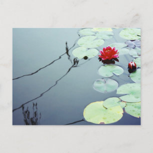 Carte Postale Lotus sur l'eau
