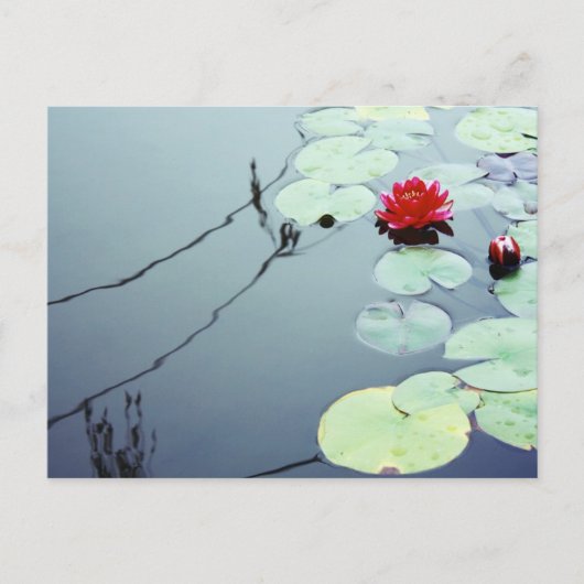 Carte Postale Lotus sur l'eau (Devant)