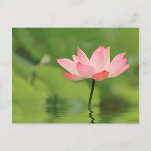Carte Postale Lotus Zen