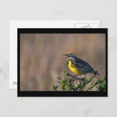 Carte Postale Louche (Devant / Derrière)