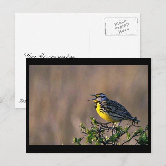 Carte Postale Louche (Devant / Derrière)