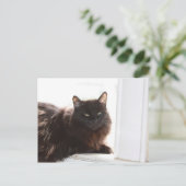 Carte Postale Louie (Debout devant)