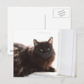 Carte Postale Louie (Devant / Derrière)