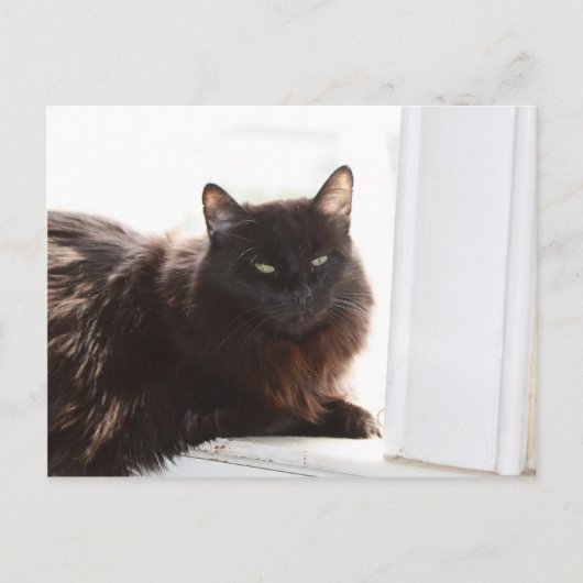 Carte Postale Louie (Devant)