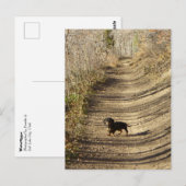 Carte Postale Louie le Dachshund Marcher à l'automne (Devant / Derrière)