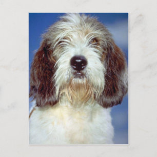 Carte Postale Louis""" Petit Basset Griffon de Vendeen