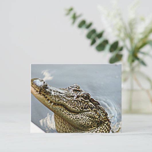 Carte postale Louisiana Alligator (Debout devant)
