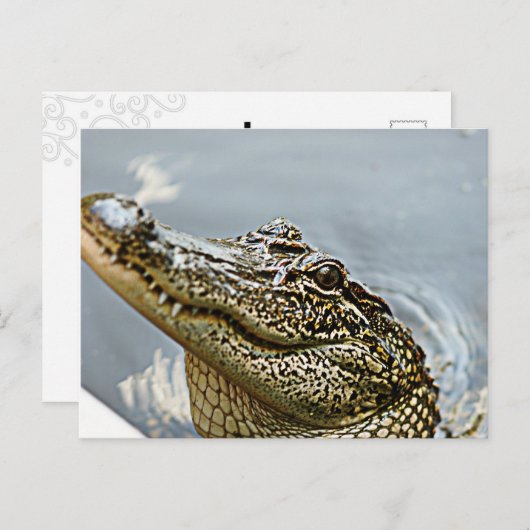 Carte postale Louisiana Alligator (Devant / Derrière)