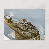 Carte postale Louisiana Alligator (Devant)