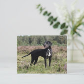 Carte Postale louisiana catahoula leopard (Debout devant)