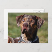 Carte Postale louisiana catahoula leopard (Devant / Derrière)