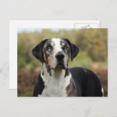 Carte Postale louisiana catahoula leopard (Devant / Derrière)