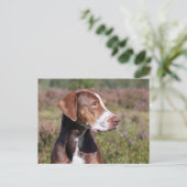 Carte Postale louisiana catahoula leopard (Debout devant)