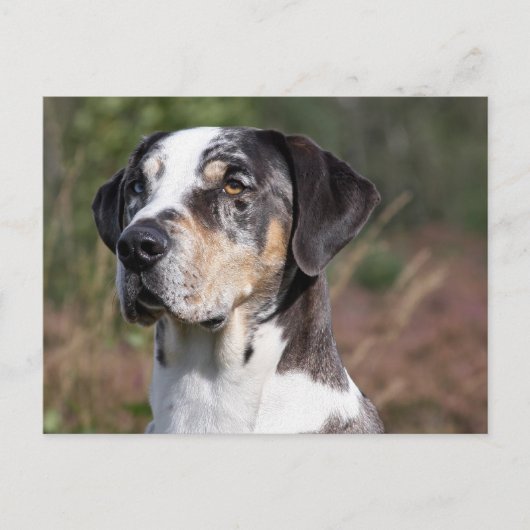 Carte Postale louisiana catahoula leopard (Devant)