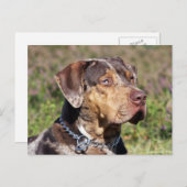 Carte Postale louisiana catahoula leopard (Devant / Derrière)
