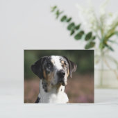 Carte Postale louisiana catahoula leopard (Debout devant)