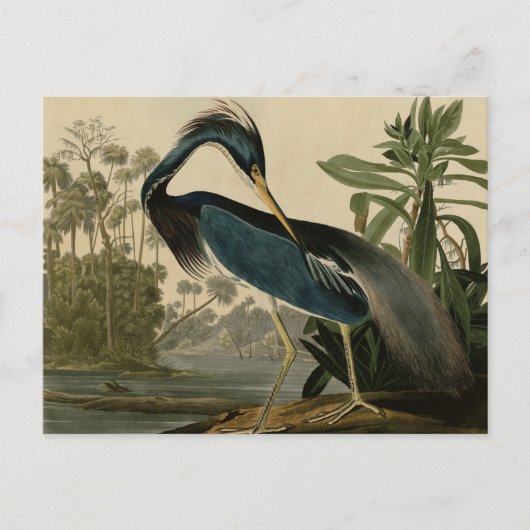 Carte Postale Louisiana Heron (Devant)