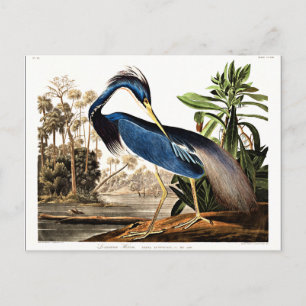Carte Postale Louisiana Heron