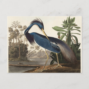 Carte Postale Louisiana Heron John Audubon