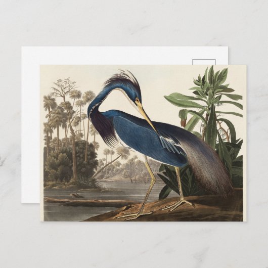 Carte Postale Louisiana Heron John Audubon (Devant / Derrière)