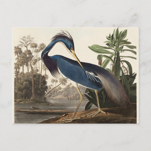 Carte Postale Louisiana Heron John Audubon (Devant)