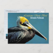 Carte Postale Louisiana State Bird - Pélican Brown (Devant / Derrière)