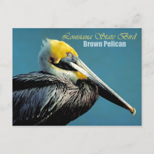 Carte Postale Louisiana State Bird - Pélican Brown