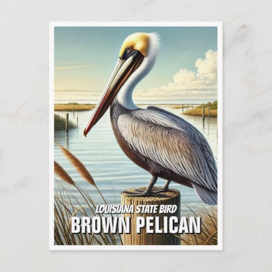 Carte Postale Louisiana State Bird Pélican Brown (Devant)