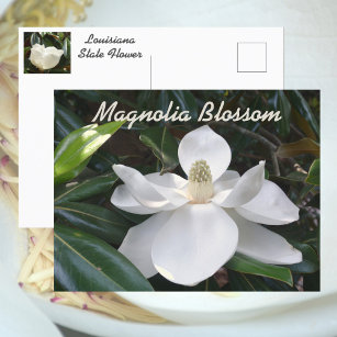 Carte Postale Louisiana State Flower White Magnolia Photographie