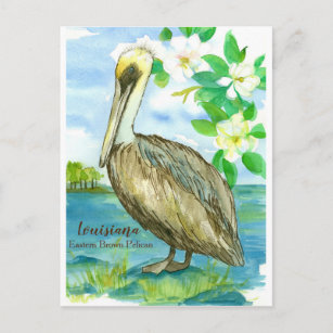 Carte Postale Louisiane Brown Est Pelican State Bird