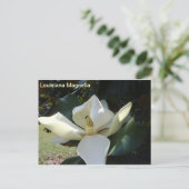 Carte Postale Louisiane Magnolia (Debout devant)