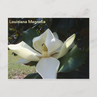 Carte Postale Louisiane Magnolia