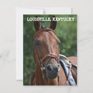 CARTE POSTALE LOUISVILLE KENTUCKY RACE HORSE