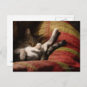 Carte Postale Lounge de chat (Devant / Derrière)