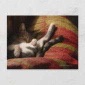 Carte Postale Lounge de chat (Devant)