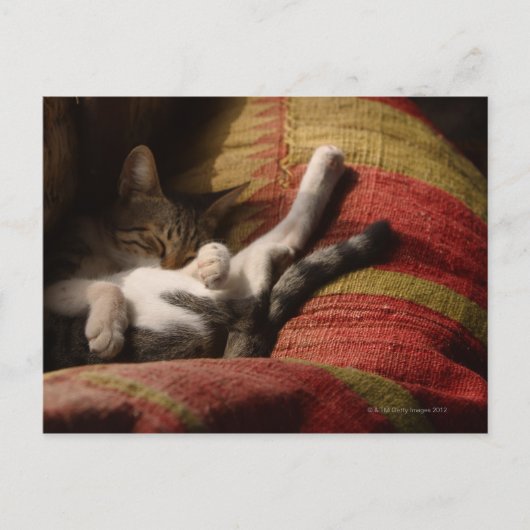 Carte Postale Lounge de chat (Devant)