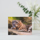 Carte Postale Lounge Leopard (Debout devant)