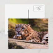Carte Postale Lounge Leopard (Devant / Derrière)